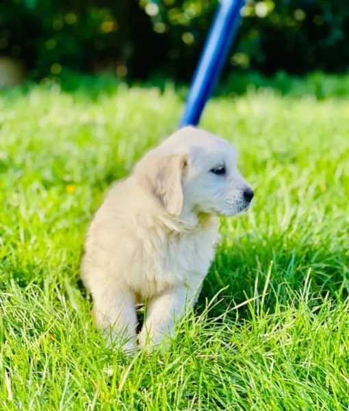 golden retriever cuccioli  | Foto 1