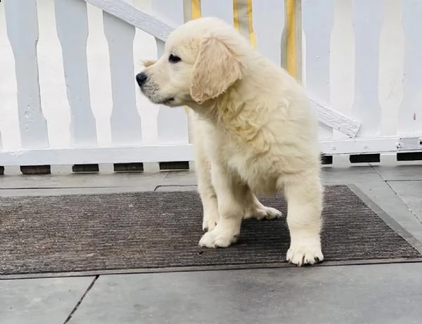 golden retriever cuccioli  | Foto 0