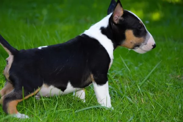 cuccioli di bull terrier con pedigree | Foto 3