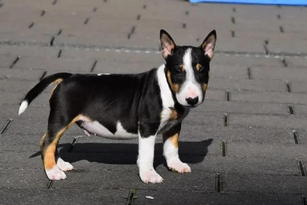 cuccioli di bull terrier con pedigree | Foto 2