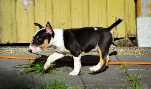 cuccioli di bull terrier con pedigree | Foto 1