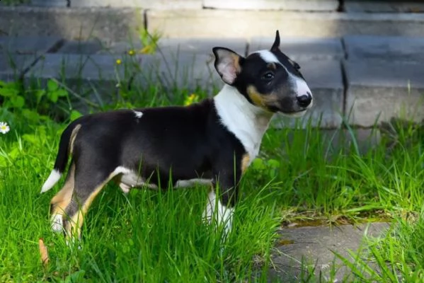 cuccioli di bull terrier con pedigree | Foto 0