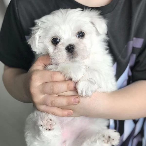 speciali cuccioli di maltese (+393509706299)