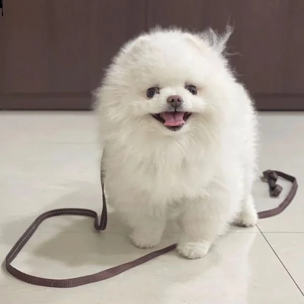 adorabili cuccioli pom disponibili (+393509706299)