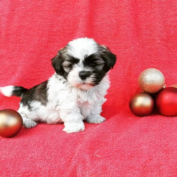 lhasa apso cuccioli sani per case amorevoli | Foto 1