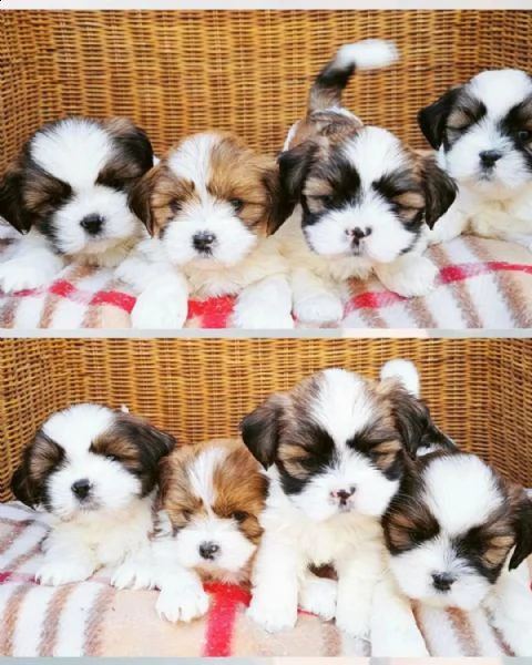 lhasa apso cuccioli sani per case amorevoli