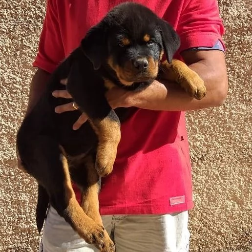 rottweiler cuccioli sani per case amorevoli | Foto 0