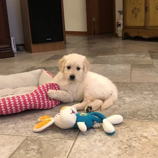 golden retriever cuccioli sani per case amorevoli