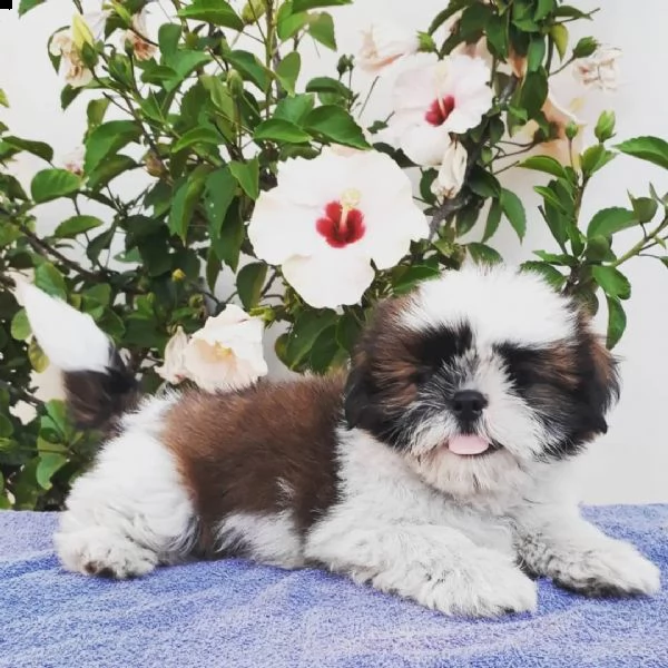 lhasa apso cuccioli sani per case amorevoli | Foto 1