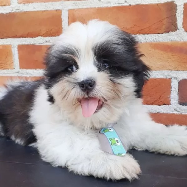 lhasa apso cuccioli sani per case amorevoli | Foto 0