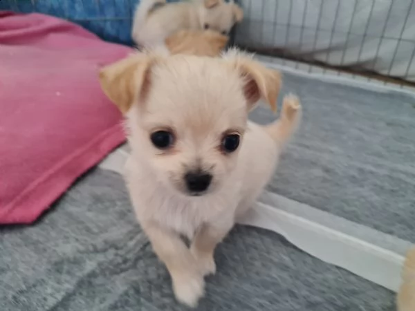 vendesi cuccioli di chihuahua | Foto 5