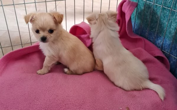 vendesi cuccioli di chihuahua | Foto 4