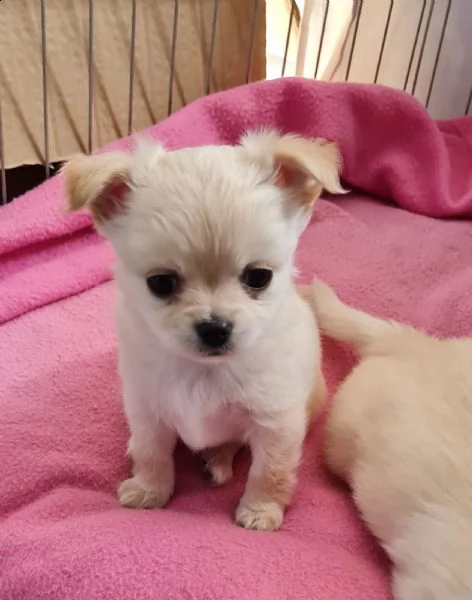 vendesi cuccioli di chihuahua