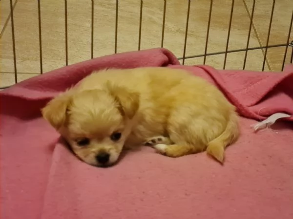 vendesi cuccioli di chihuahua | Foto 1