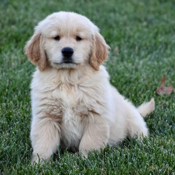 regarlo golden retriever cuccioli bellissima cucciolata cerca nuova famiglia 4 maschi e 3 femmina 