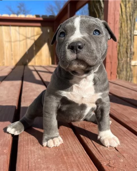 regarlo pit bull cuccioli bellissima cucciolata cerca nuova famiglia 4 maschi e 3 femmina 60 gg t