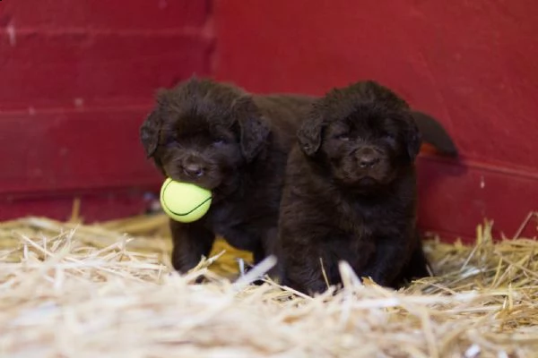 cuccioli terranova maschio e femmina