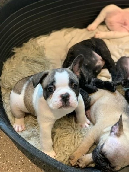 * bulldog francese maschio e femmina di alta qualità
