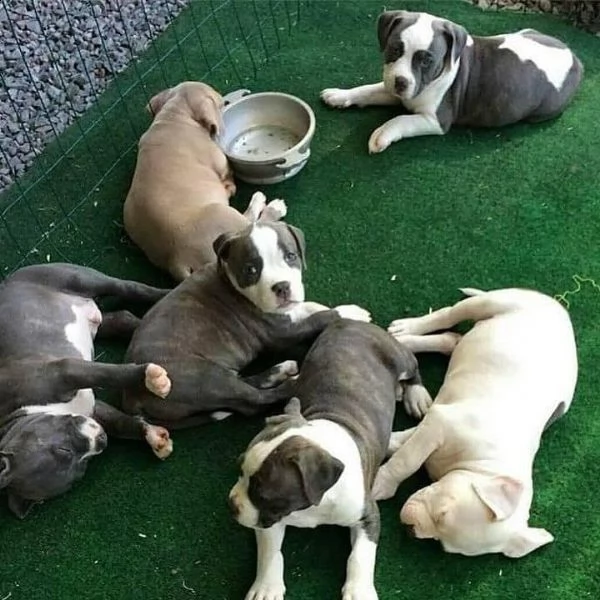 vendo adorabili cuccioli di pitbull