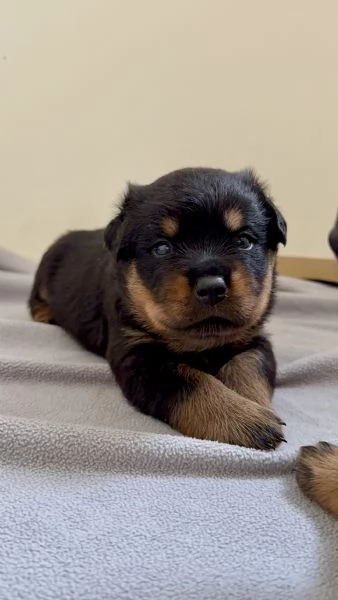 Cuccioli di Rottweiler con Pedigree ENCI  2F e 3M hidden 