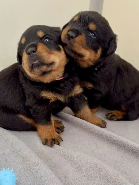 Cuccioli di Rottweiler con Pedigree ENCI  2F e 3M hidden  | Foto 6