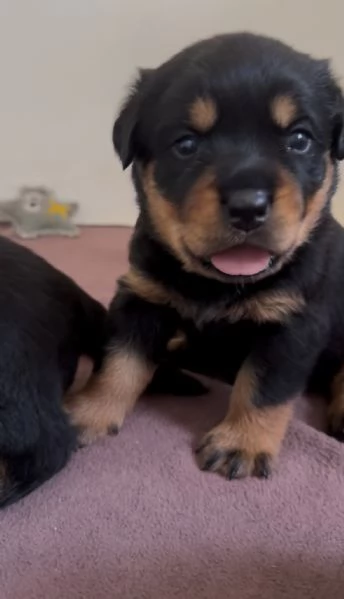 Cuccioli di Rottweiler con Pedigree ENCI  2F e 3M hidden  | Foto 5
