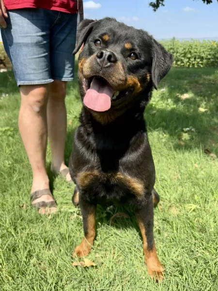 Cuccioli di Rottweiler con Pedigree ENCI  2F e 3M hidden  | Foto 6