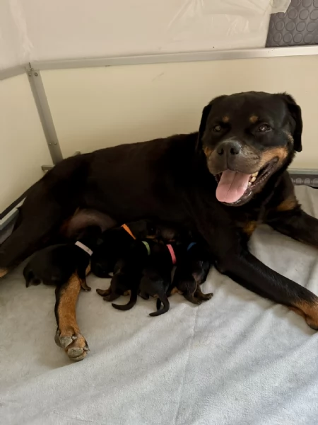 Cuccioli di Rottweiler con Pedigree ENCI  2F e 3M hidden  | Foto 5