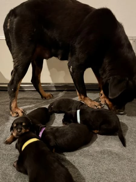 Cuccioli di Rottweiler con Pedigree ENCI  2F e 3M hidden  | Foto 4
