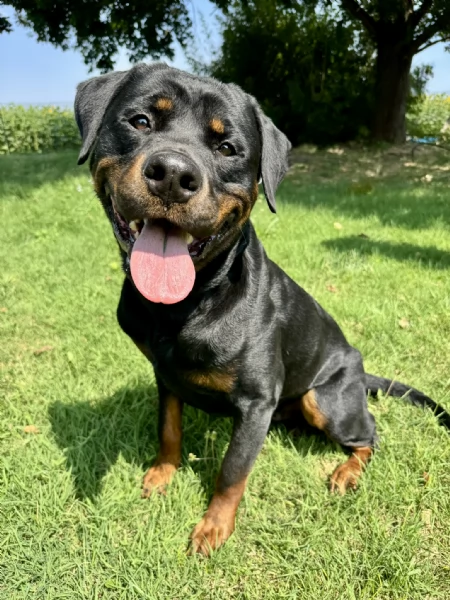 Cuccioli di Rottweiler con Pedigree ENCI  2F e 3M hidden  | Foto 3