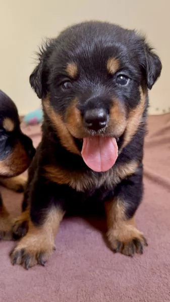 Cuccioli di Rottweiler con Pedigree ENCI  2F e 3M hidden  | Foto 1