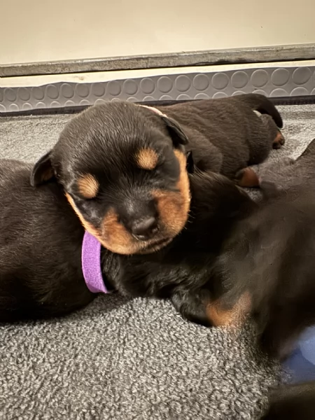 Cuccioli di Rottweiler con Pedigree ENCI  2F e 3M hidden  | Foto 2