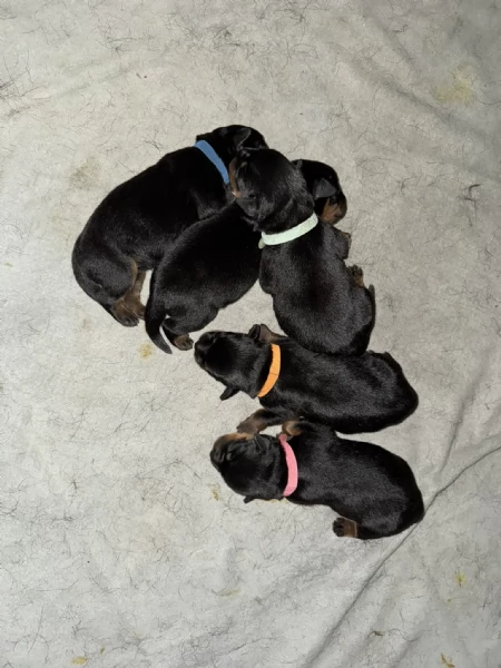 Cuccioli di Rottweiler con Pedigree ENCI  2F e 3M hidden  | Foto 1
