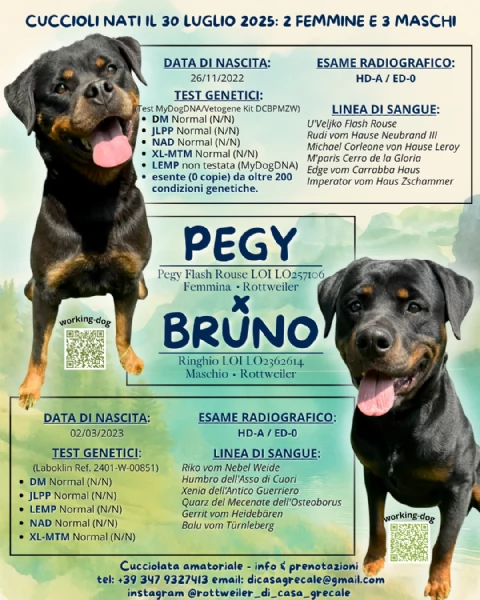 Cuccioli di Rottweiler con Pedigree ENCI  2F e 3M hidden 