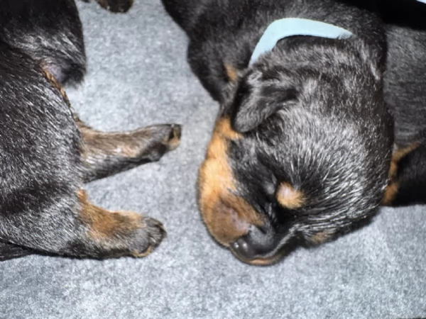 Cuccioli di Rottweiler con Pedigree ENCI  2F e 3M hidden  | Foto 0