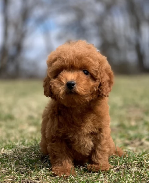 cuccioli di barboncino toy