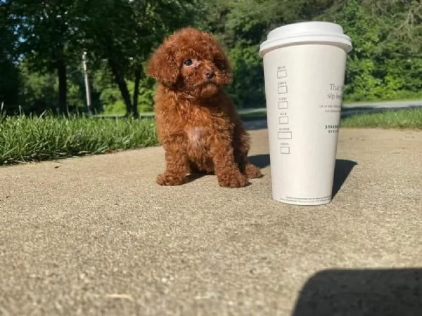 cuccioli di barboncini minitoy