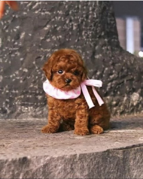 cuccioli di barboncino toy!!