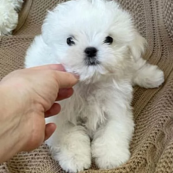 regalo maltese   | Foto 0