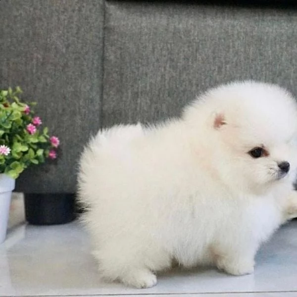 regalo pomeranian valpino toy