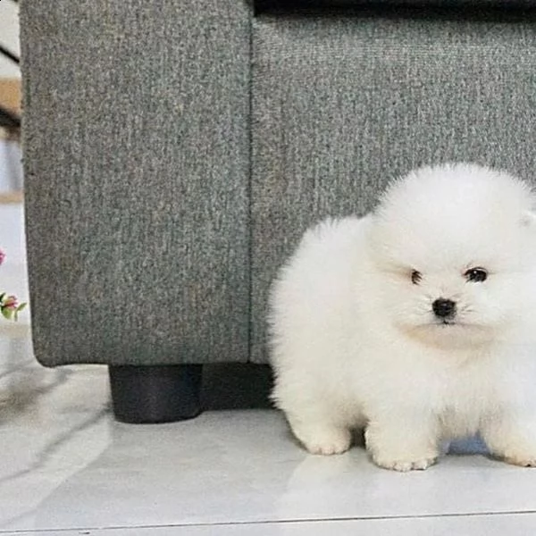 regalo pomeranian valpino toy | Foto 0