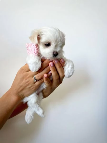 regalo maltese∆