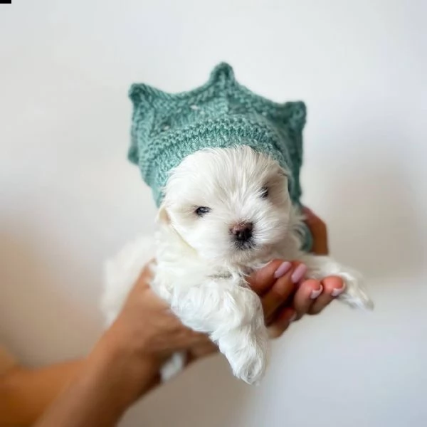 regalo maltese✓