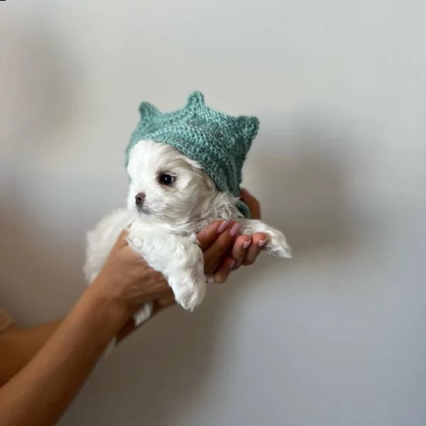 regalo maltese✓ | Foto 0