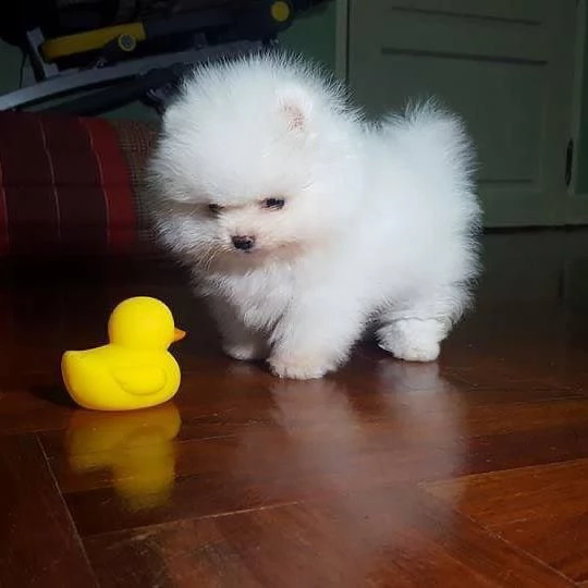 regalo pomeranian valpino toy✓