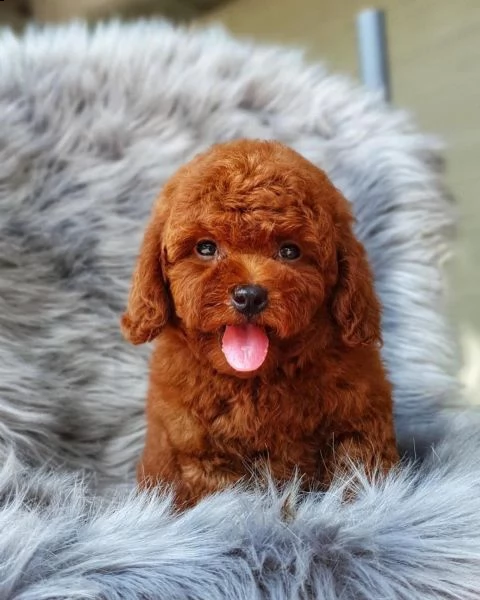 due cuccioli di barboncina toy! | Foto 0