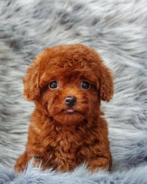 due cuccioli di barboncina toy!