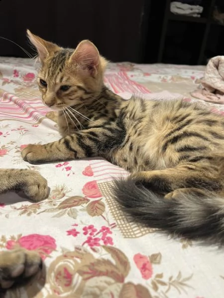disponibile bengala brown spotted tabby! | Foto 0