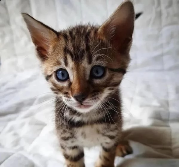 gattini bengala maschio e femmina | Foto 0