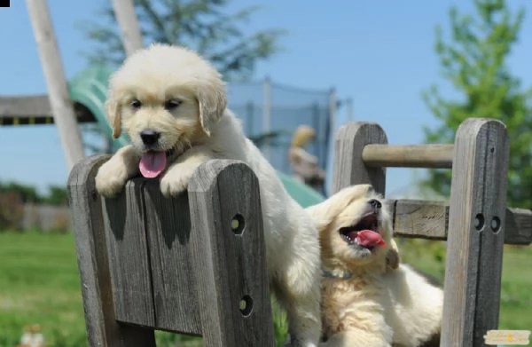 cucciole di golden retriever di circa 3 mesi | Foto 0